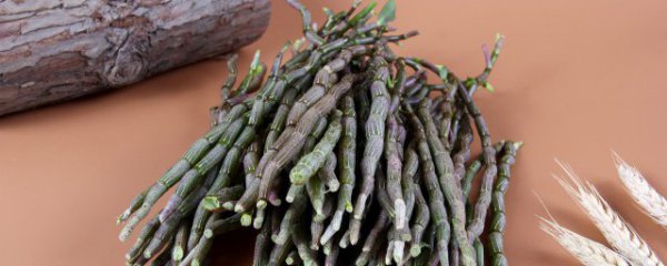 盆景石斛种植方法