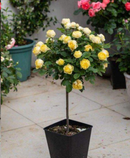 棒棒糖月季用什么树桩嫁接的