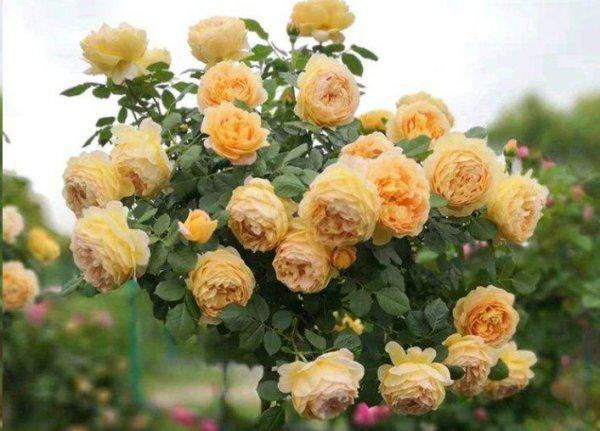 棒棒糖月季用什么树桩嫁接的