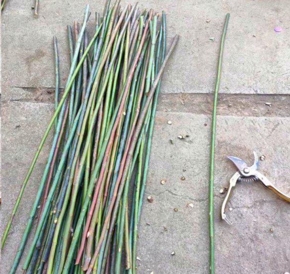 棒棒糖月季用什么树桩嫁接的