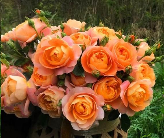 棒棒糖月季用什么树桩嫁接的