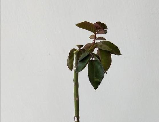 棒棒糖月季用什么树桩嫁接的