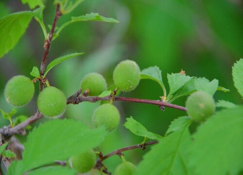 榆叶梅叶子卷曲原因及处理方法