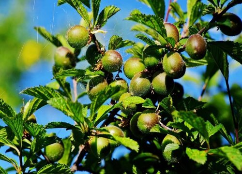 榆叶梅叶子卷曲原因及处理方法