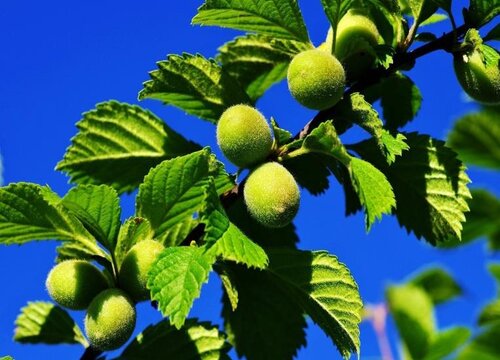 榆叶梅叶子卷曲原因及处理方法