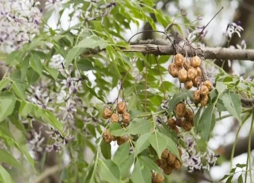 楝树是什么树 又叫什么树