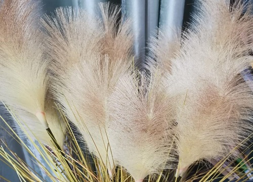 芦苇怎么做干花不掉绒毛