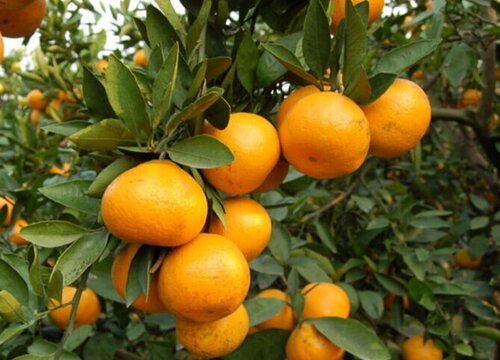 柑橘是热带水果吗