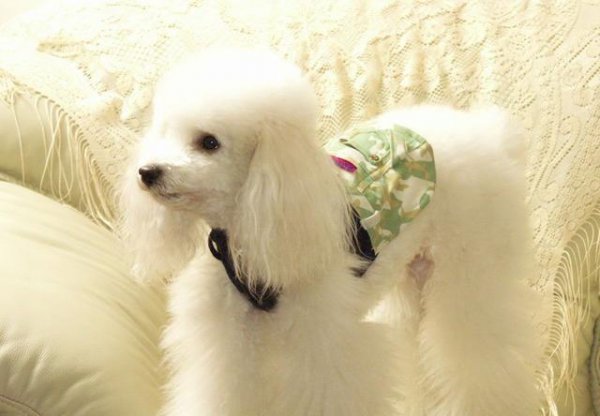 十大最好看的狗排名