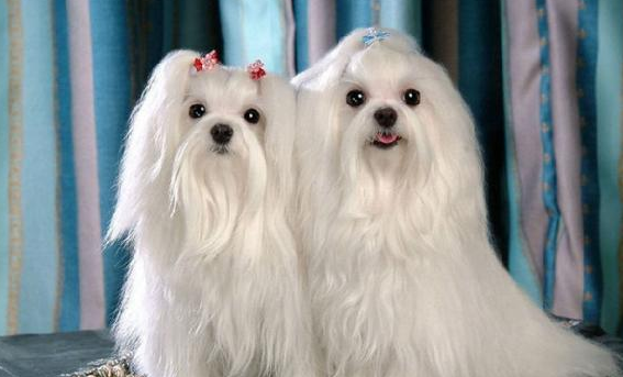 十大最好看的狗排名