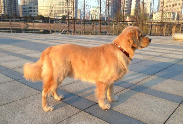 十大最好看的狗排名