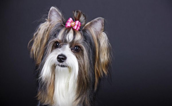 十大最好看的狗排名