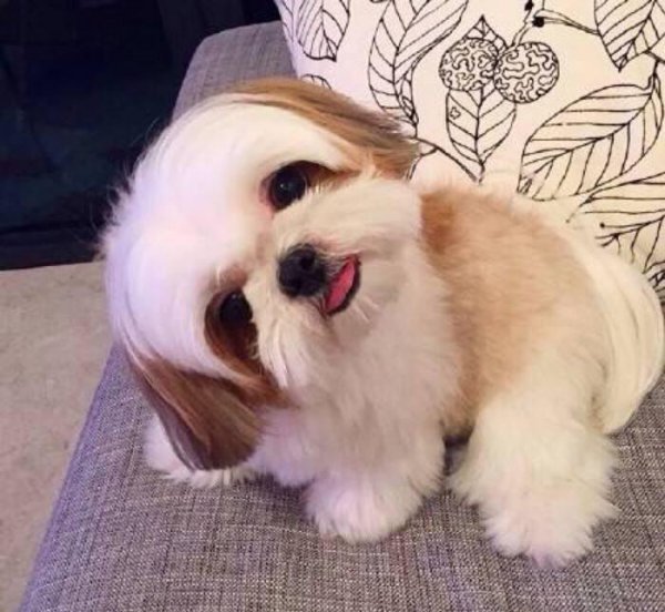 十大最好看的狗排名