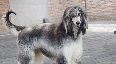 十大最好看的狗排名