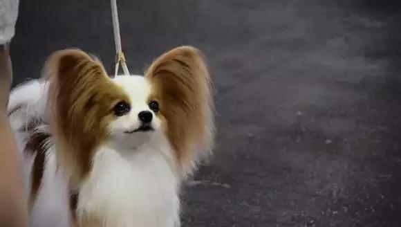 十大最好看的狗排名