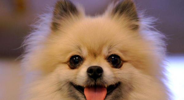 十大最好看的狗排名