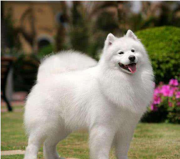 十大最好看的狗排名