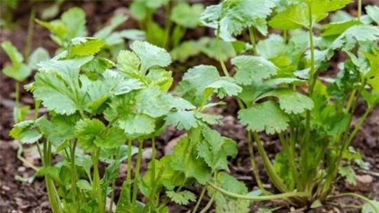 下雨能种香菜吗