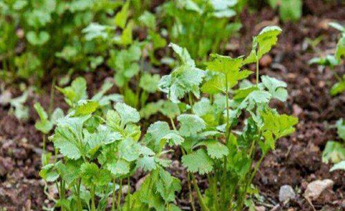 下雨能种香菜吗