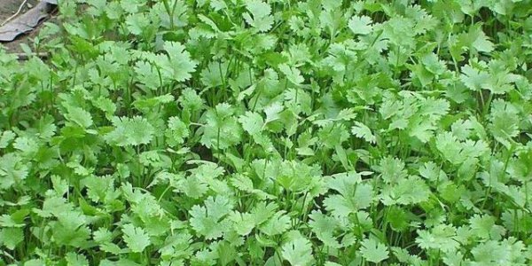 下雨能种香菜吗