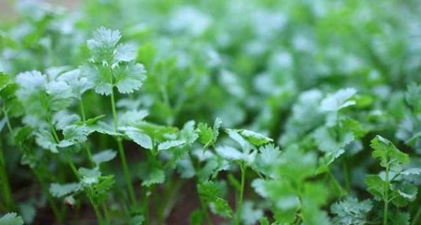 下雨能种香菜吗