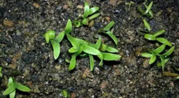 下雨能种香菜吗