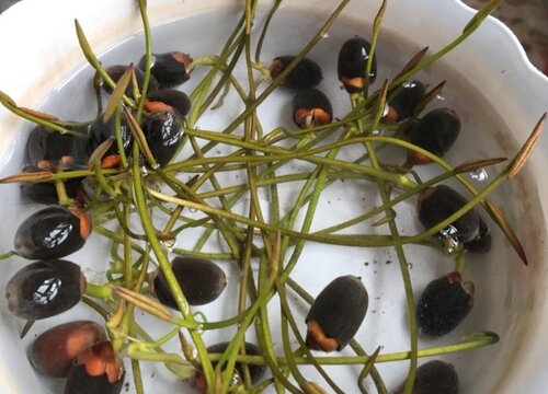 碗莲怎么发芽快