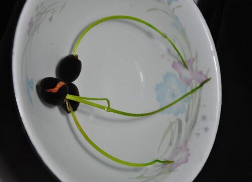 碗莲怎么发芽快