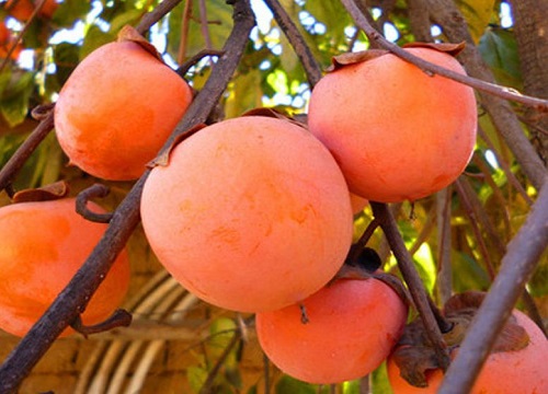 生柿子怎么快速去涩又甜又脆