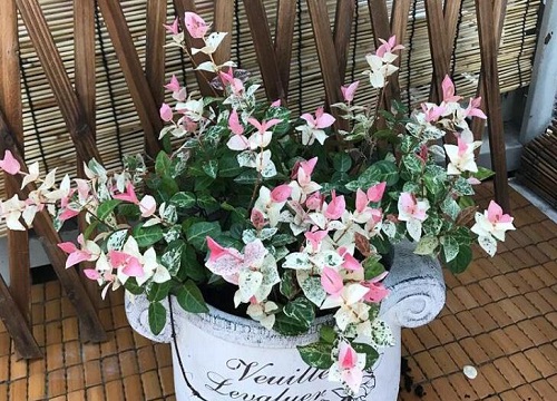 花叶络石可以水培吗