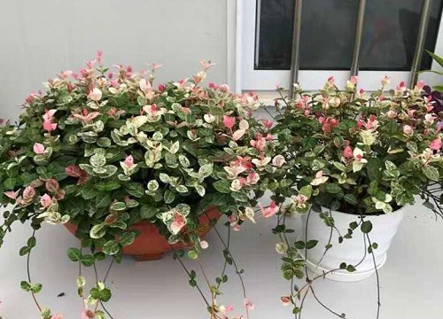 花叶络石可以水培吗