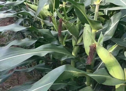 裕丰308玉米种子简介