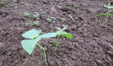 露地豇豆种植方法和技术