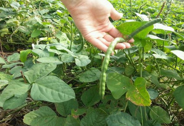 露地豇豆种植方法和技术
