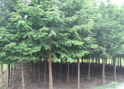 武汉的市树是什么树