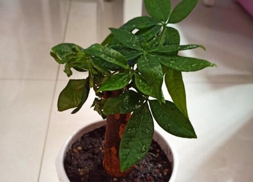 小发财树这样养护叶片茂盛