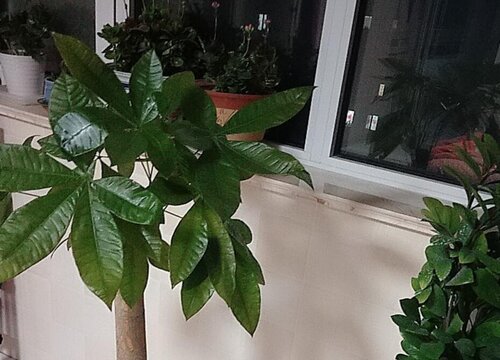 小发财树这样养护叶片茂盛