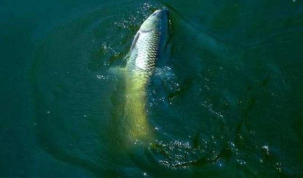 子线长好还是子线短好