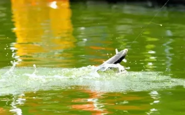 子线长好还是子线短好