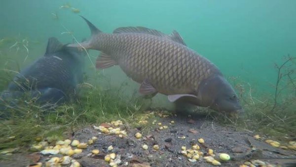 子线长好还是子线短好