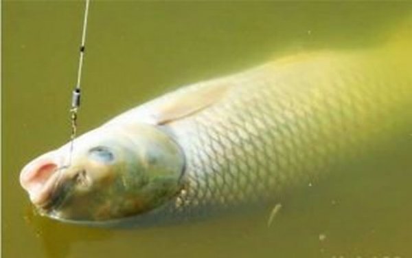 子线长好还是子线短好