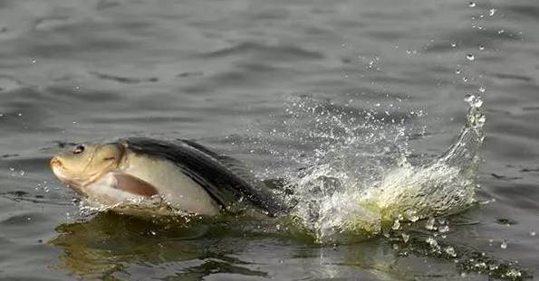 子线长好还是子线短好