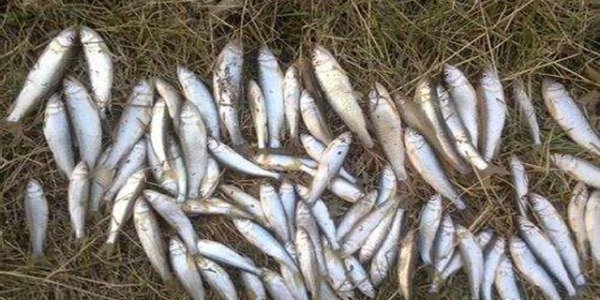 子线长好还是子线短好