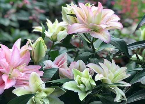 百合花冬天怎么养才能安全过冬