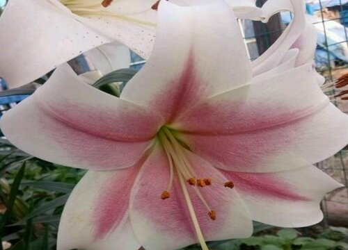 百合花冬天怎么养才能安全过冬