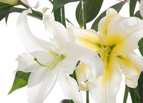 百合花冬天怎么养才能安全过冬