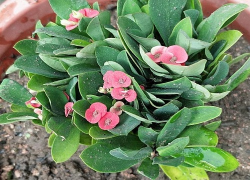 用芦荟怎么养虎刺梅