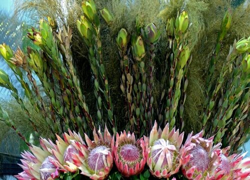 帝王花花期是什么时候