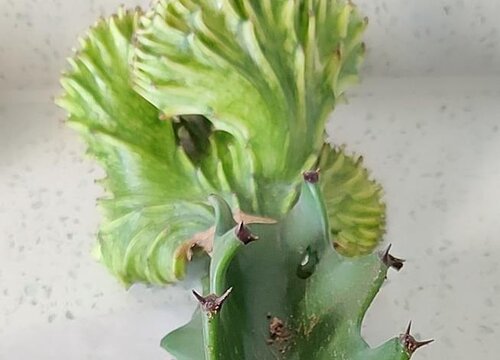 麒麟冬天怎么养护