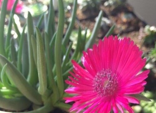 多肉奔龙开花后叶片软塌塌怎么办